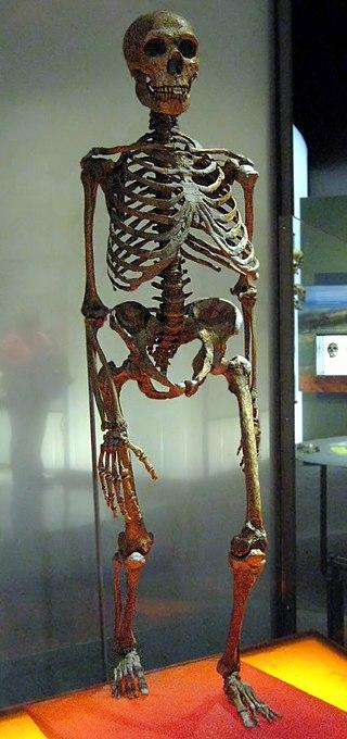 Рис. 5. Скелет неандертальца