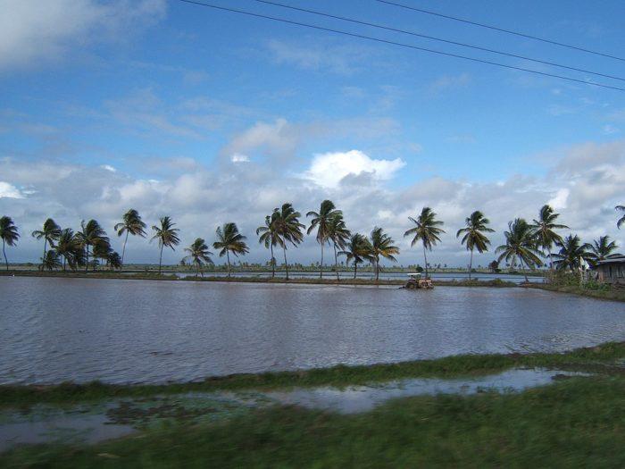 Рис. 6. Трактор на рисовом поле на прибрежном плато Гайаны
