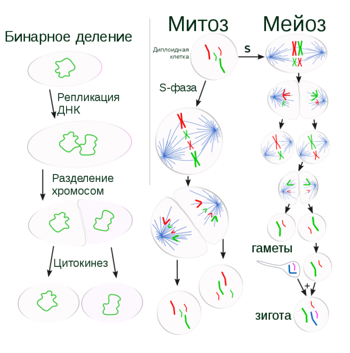 Рис. 3. Многие бактерии размножаются бинарным делением (сравните с митозом и мейозом на этой схеме)
