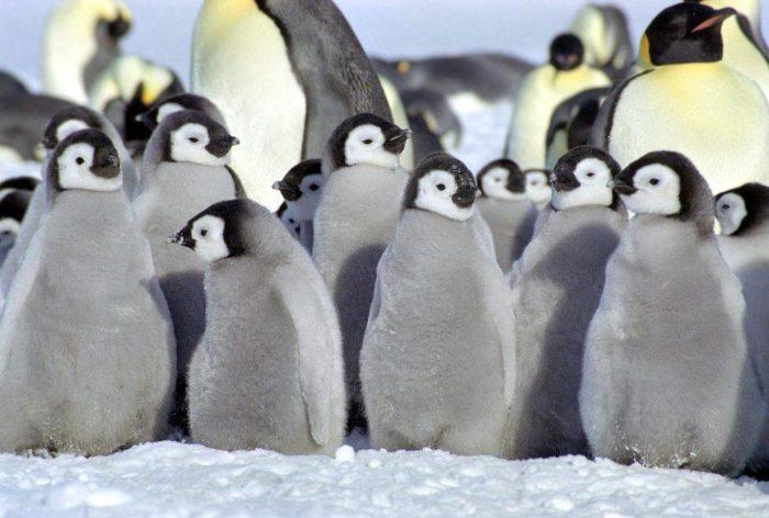 Рис. 6. Пингвины