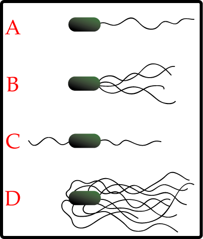Рис. 5. Различные варианты расположения жгутиков у бактерий: А - монотрих, B - лофотрих, C - амфитрих, D - перитрих