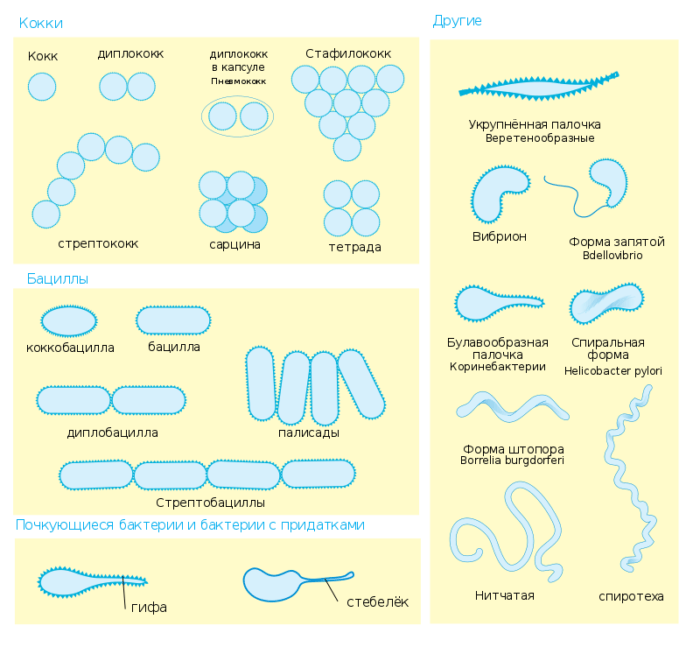 Рис. 2. Различные морфотипы бактерий