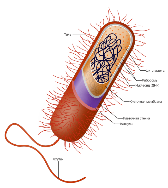 Рис. 6. Строение клетки типичной грамположительной бактерии (обратите внимание на наличие только одной клеточной мембраны)